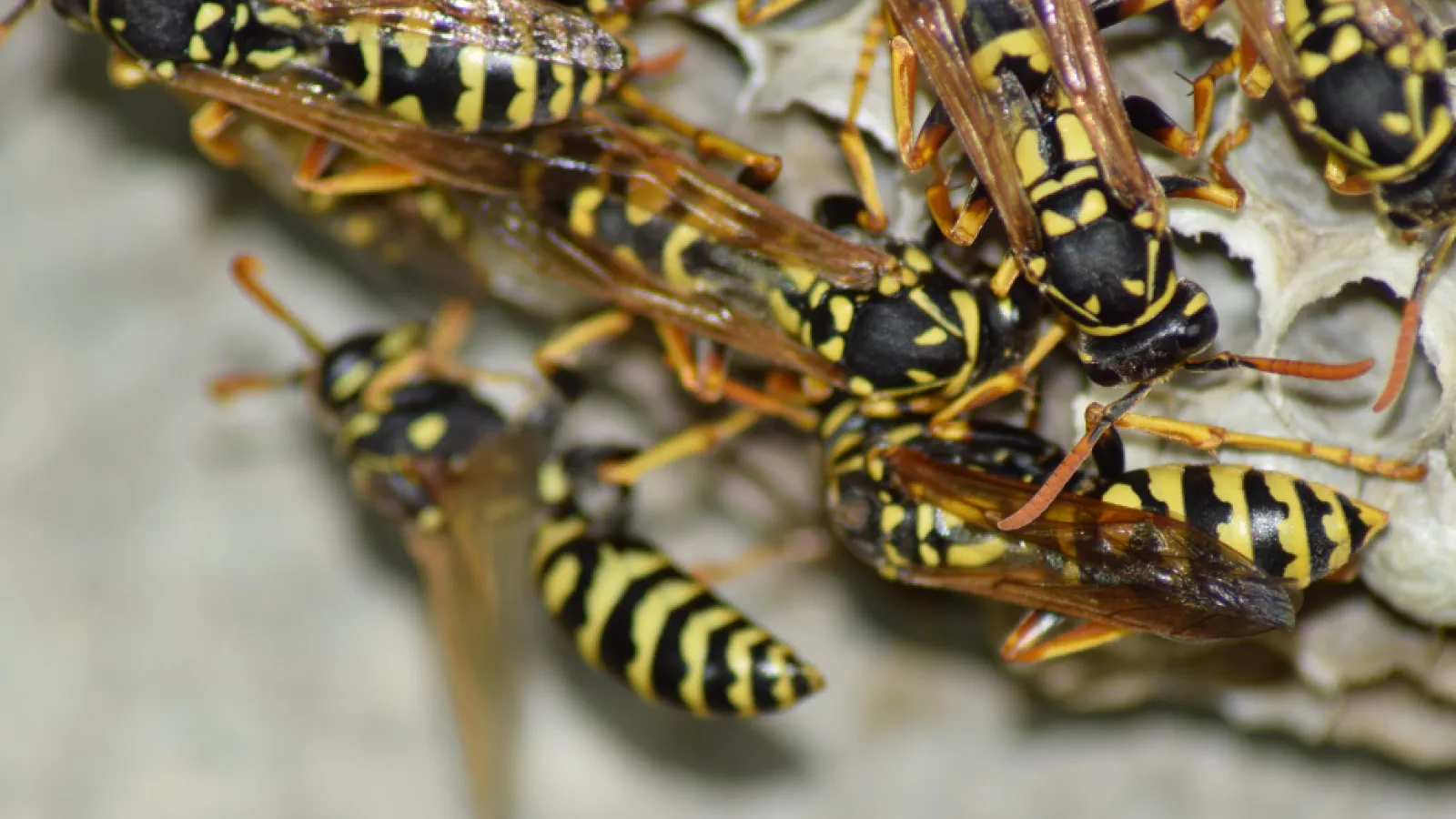 Yellow Jacket Wasps | PestNow