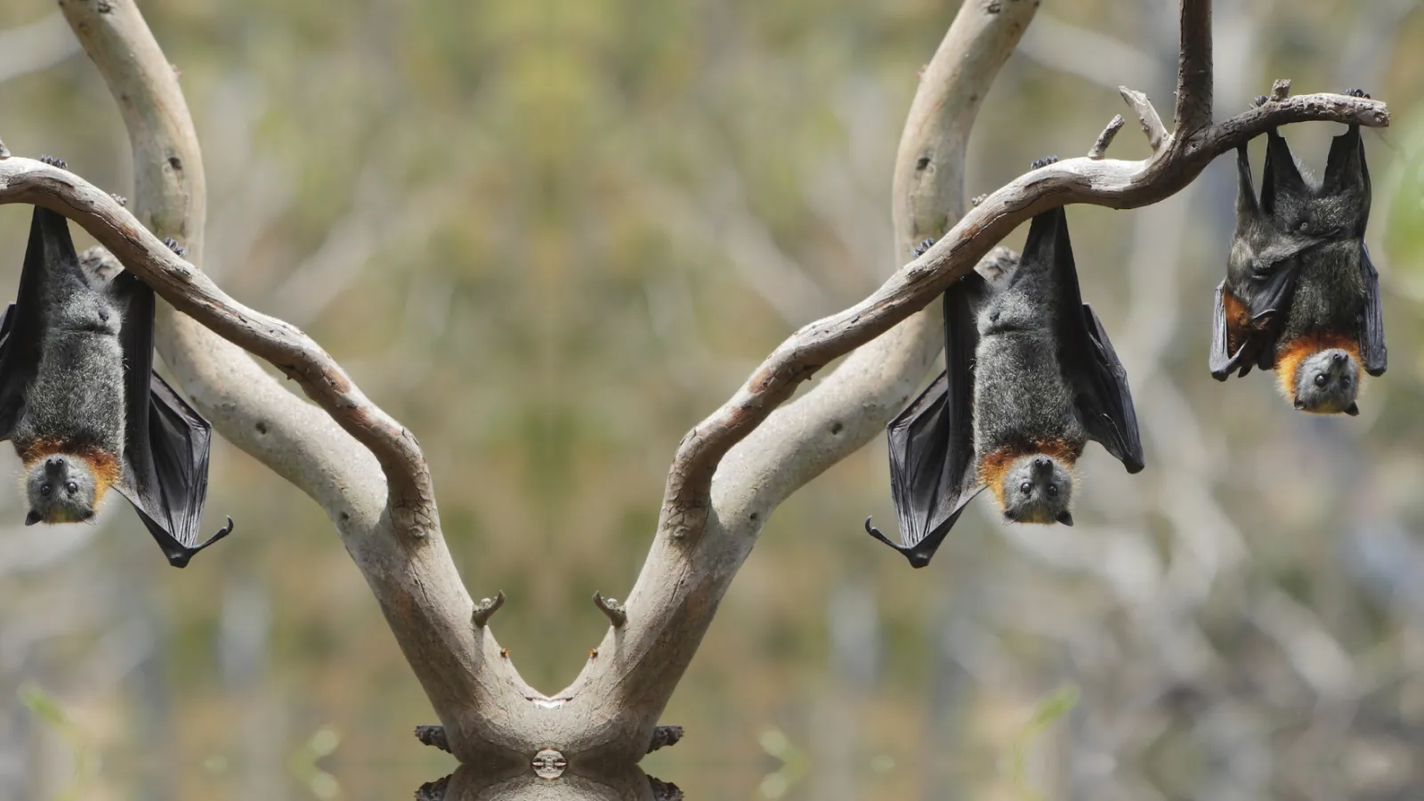 Bats Wildlife control | PestNow