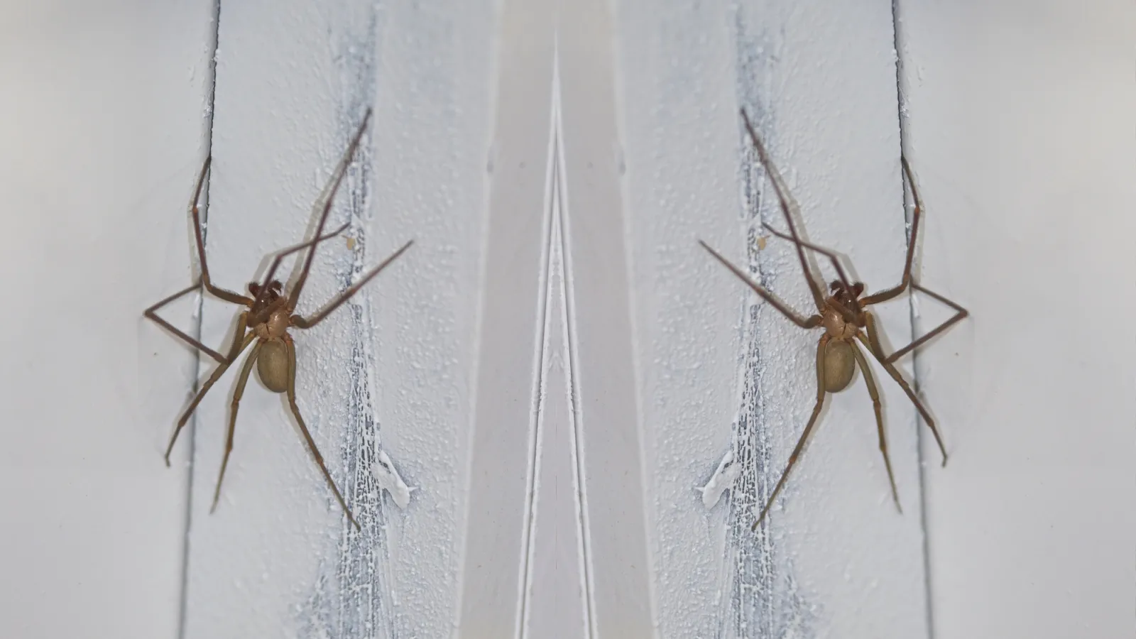 Brown Recluse Spiders | PestNow