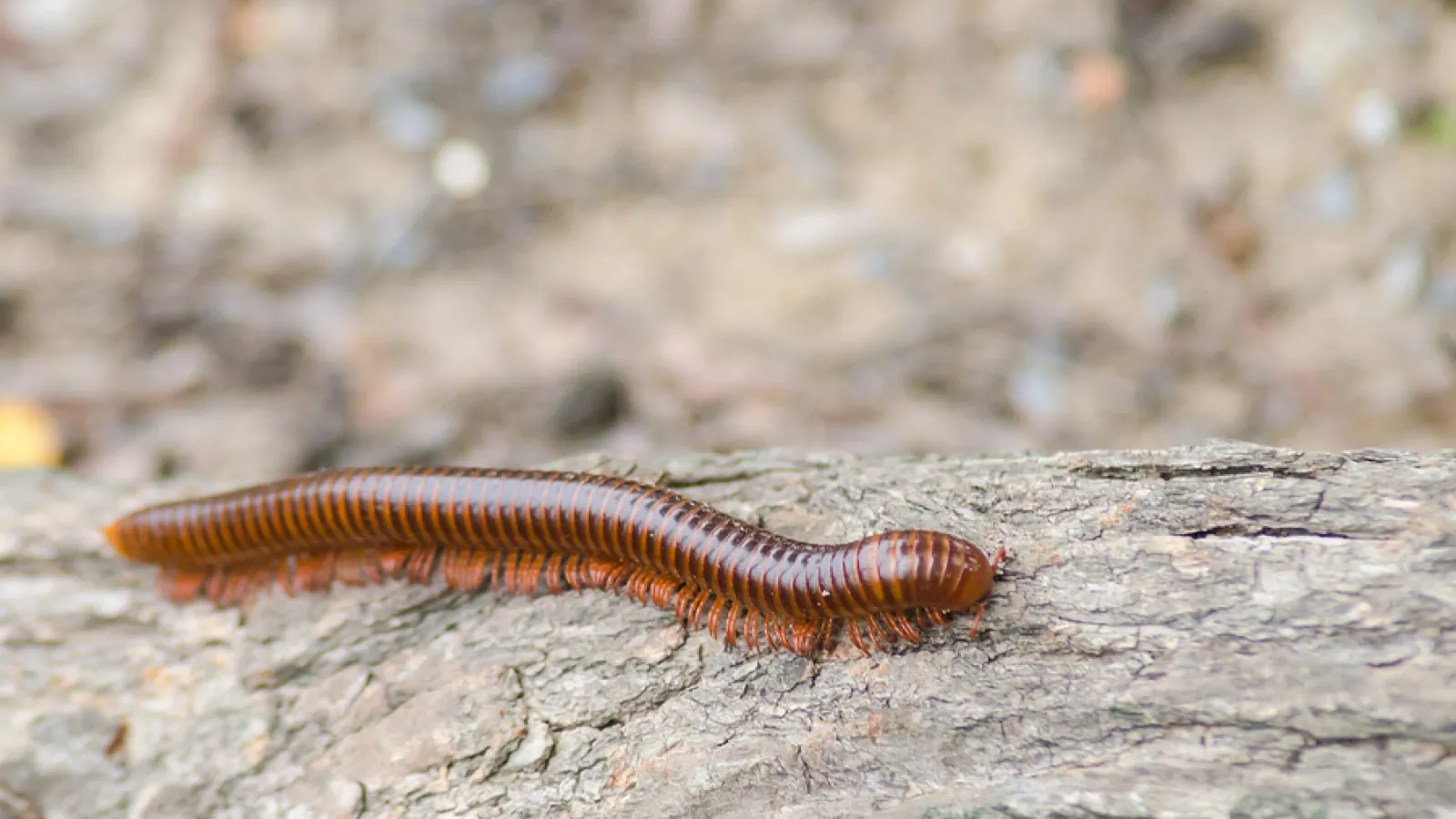 a brown and black worm on a rock