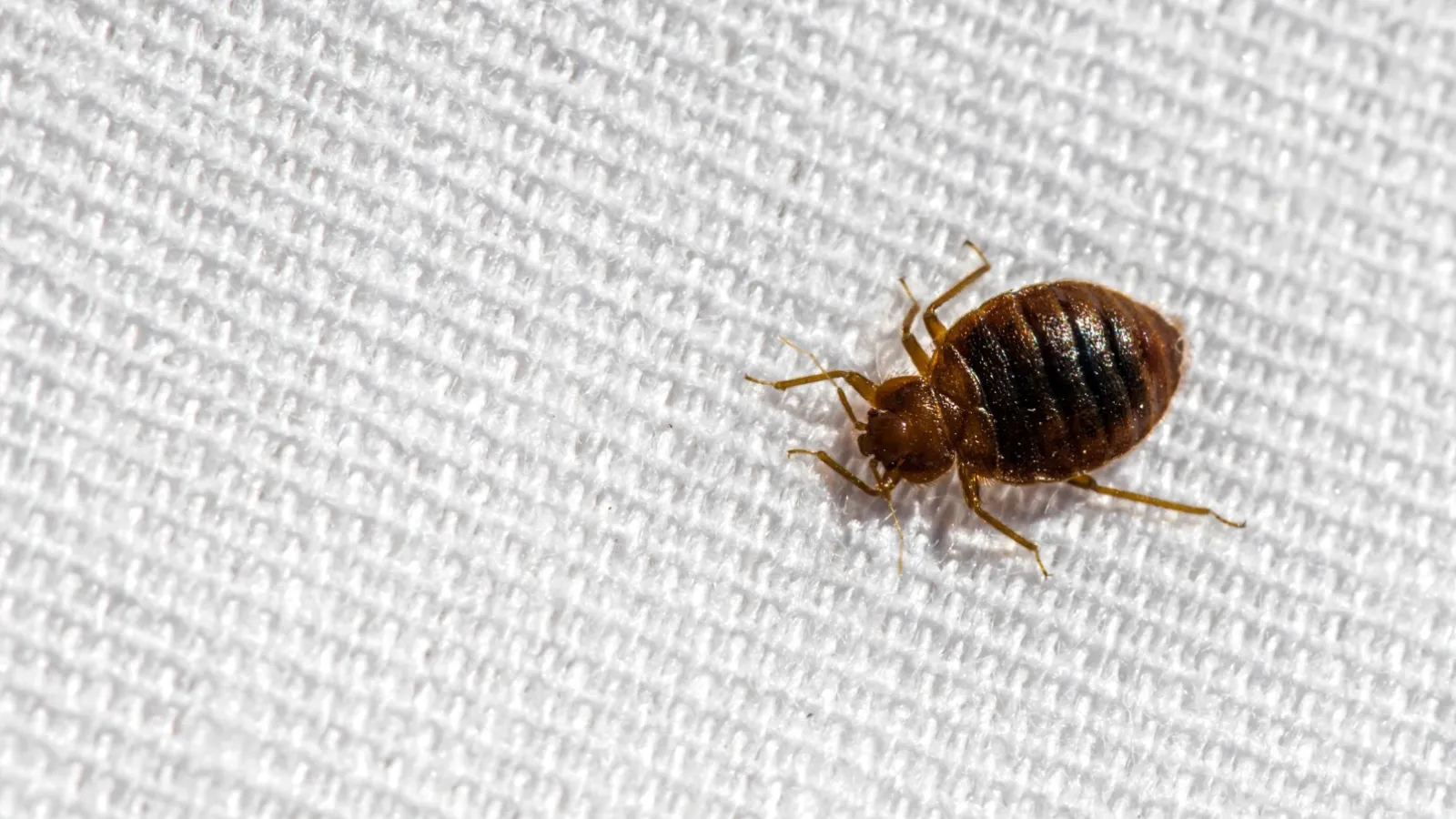 a brown bug on a white surface