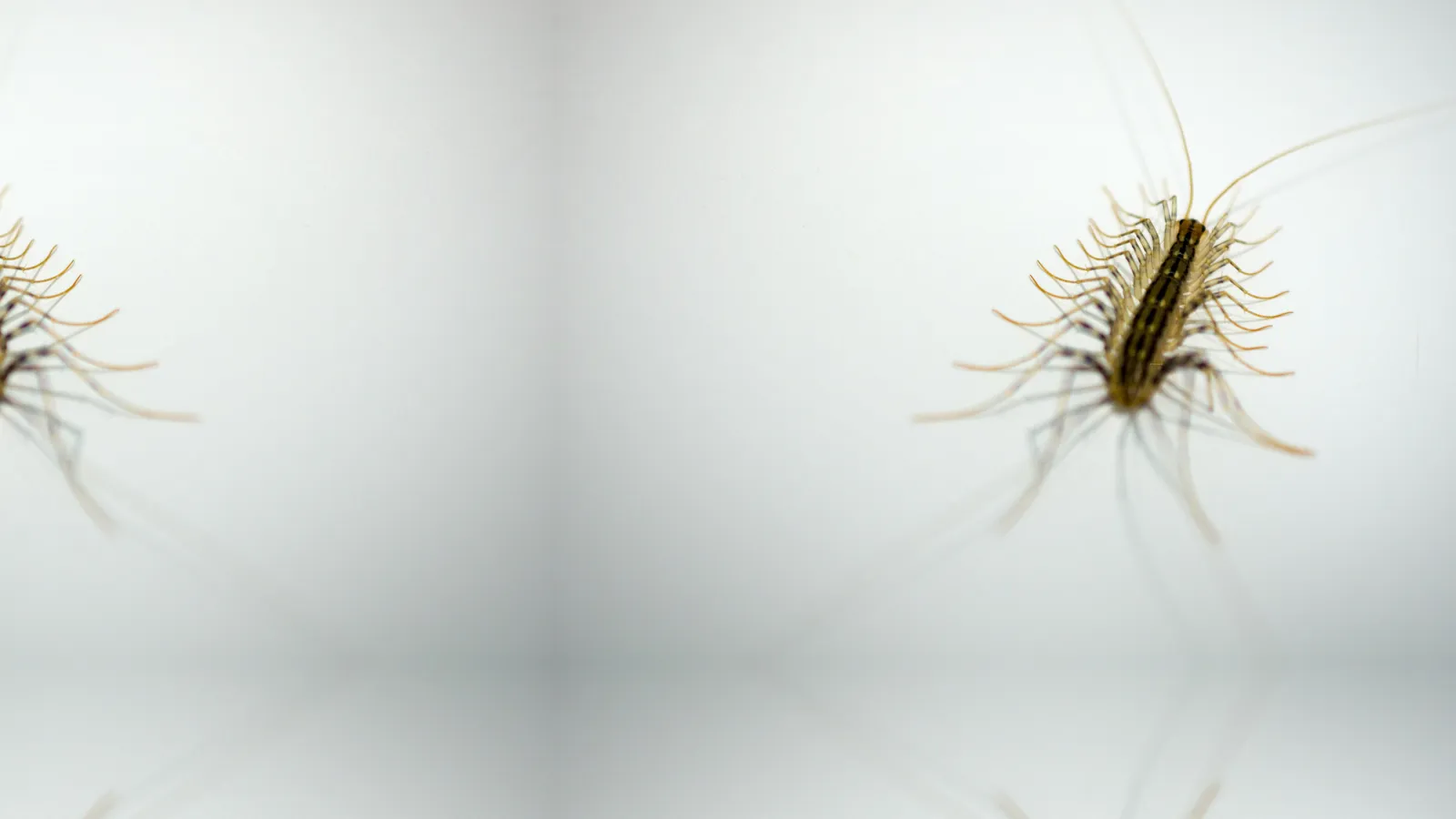 Centipedes |PestNow