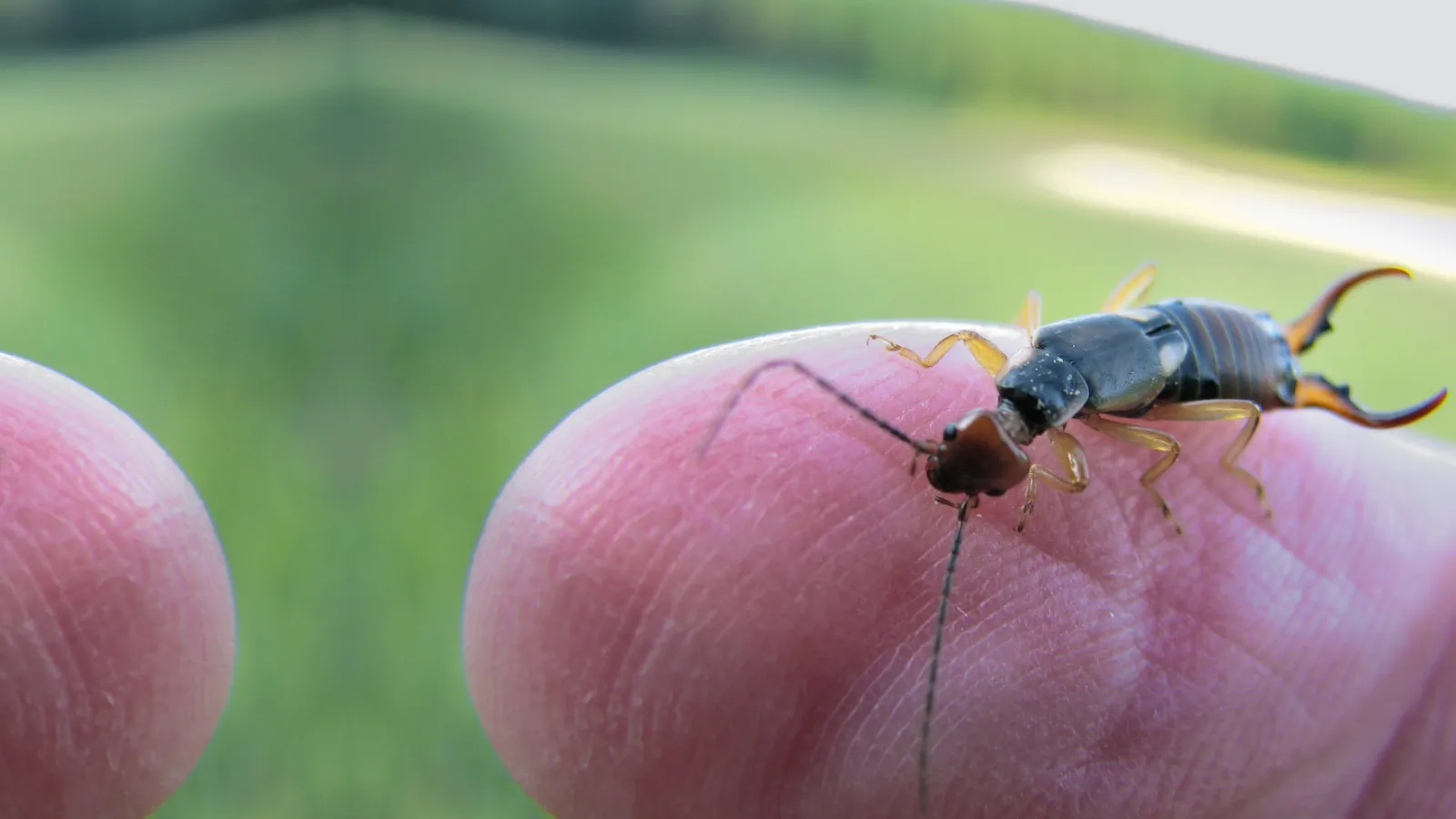 earwig on a finger