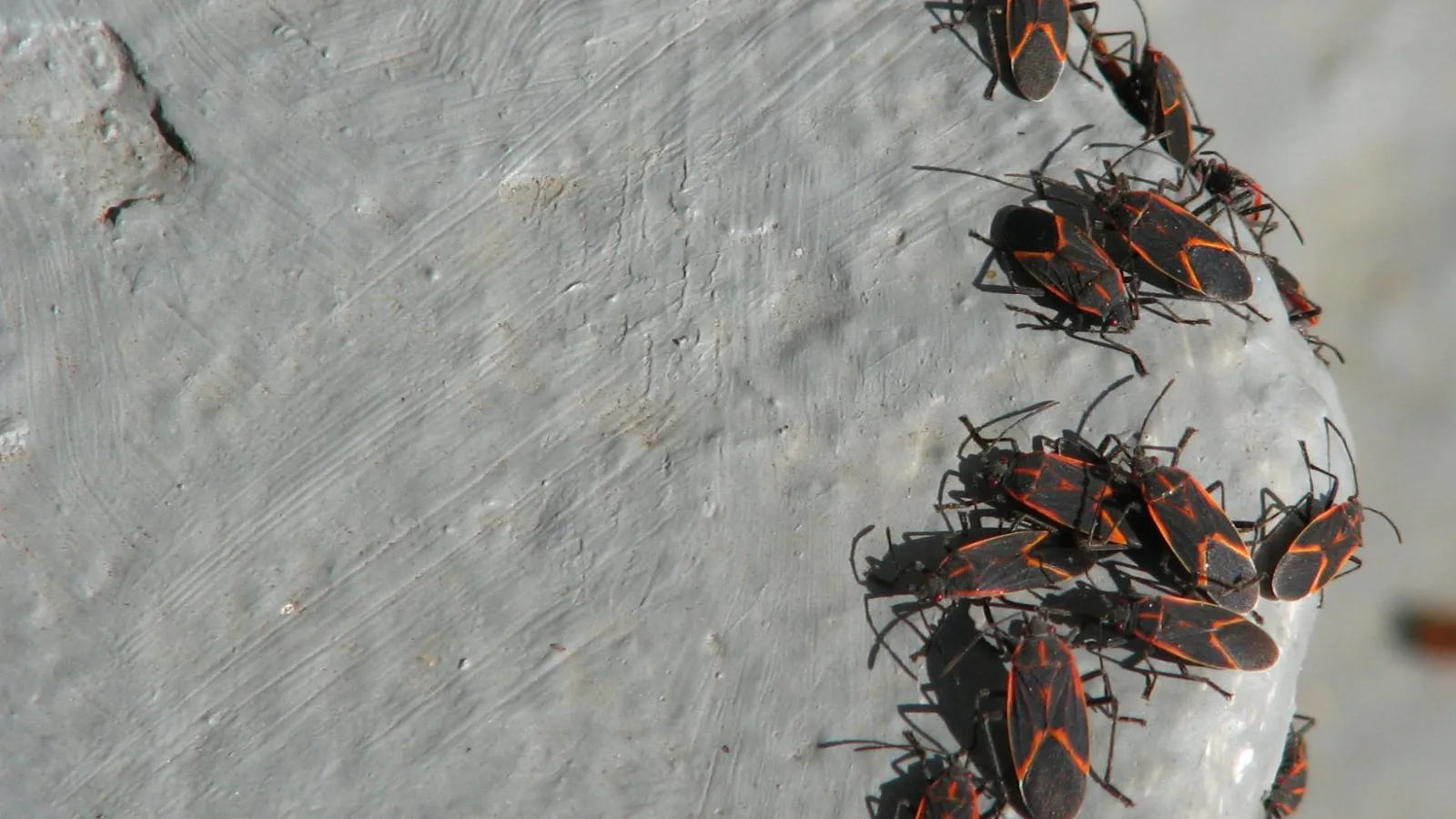 Boxelder bugs on a rock