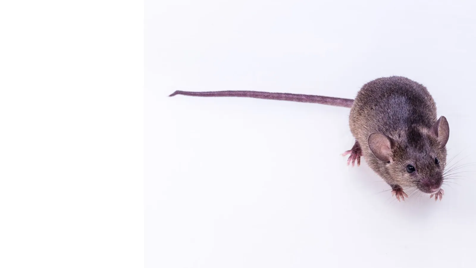 brown rat on a white surface