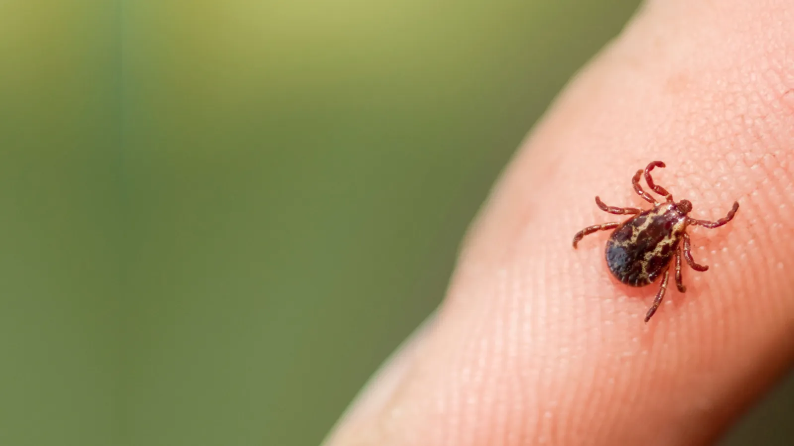 a close up of a bug