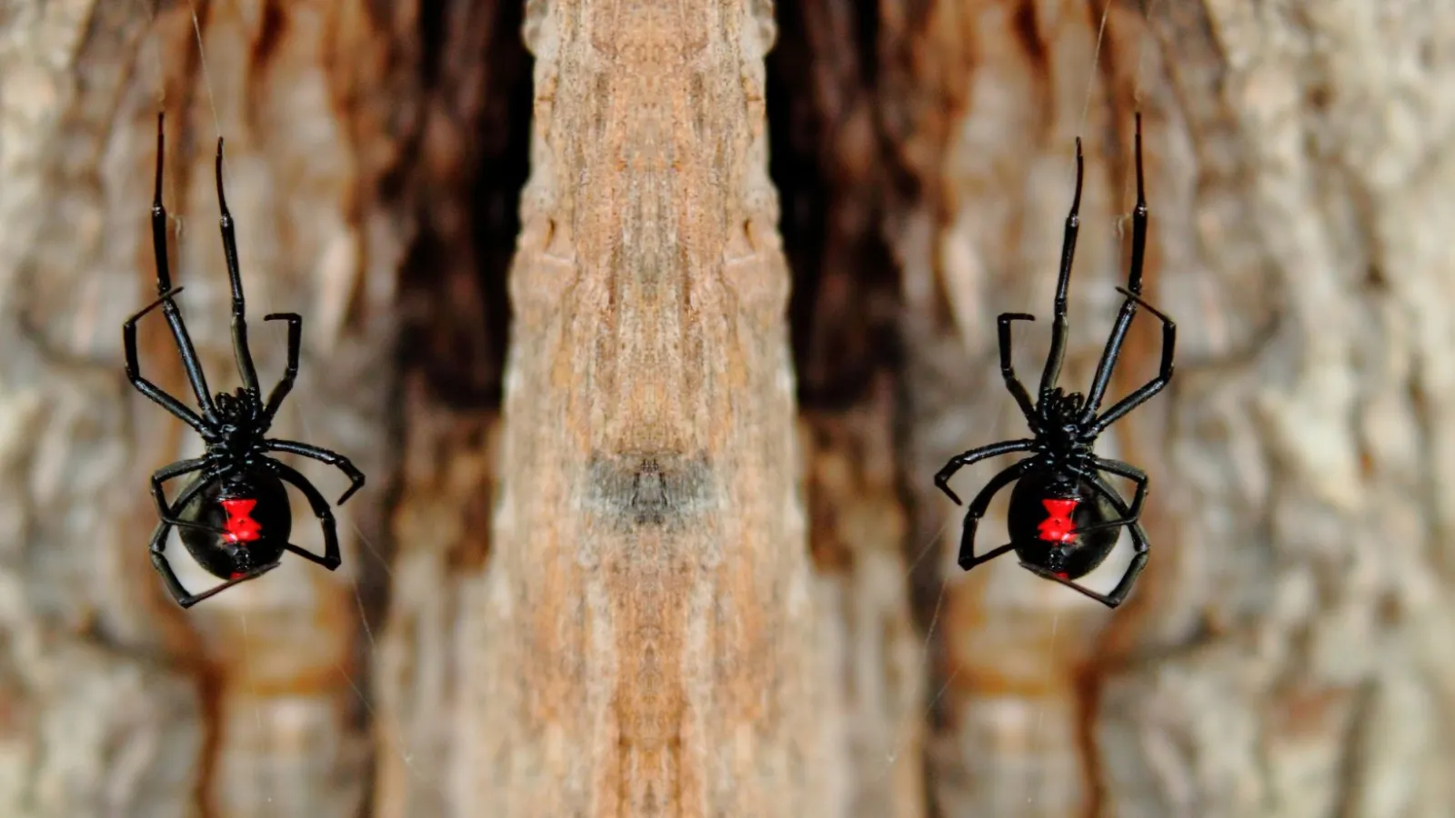 a couple of black widow spiders on wood