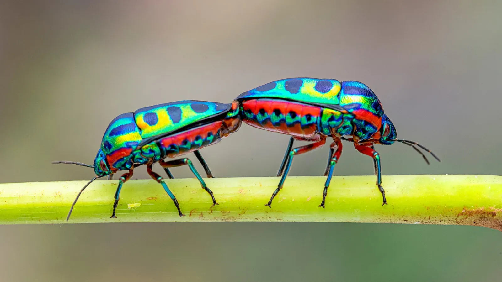 a couple of colorful bugs