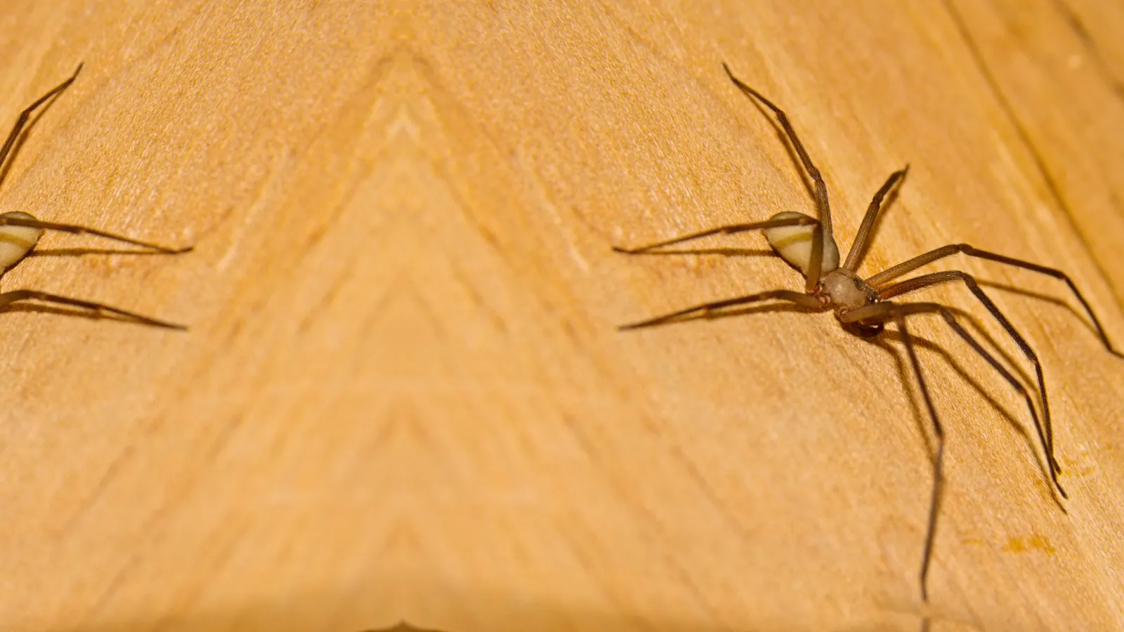 Brown Recluse Spiders | Preferred Pest Control