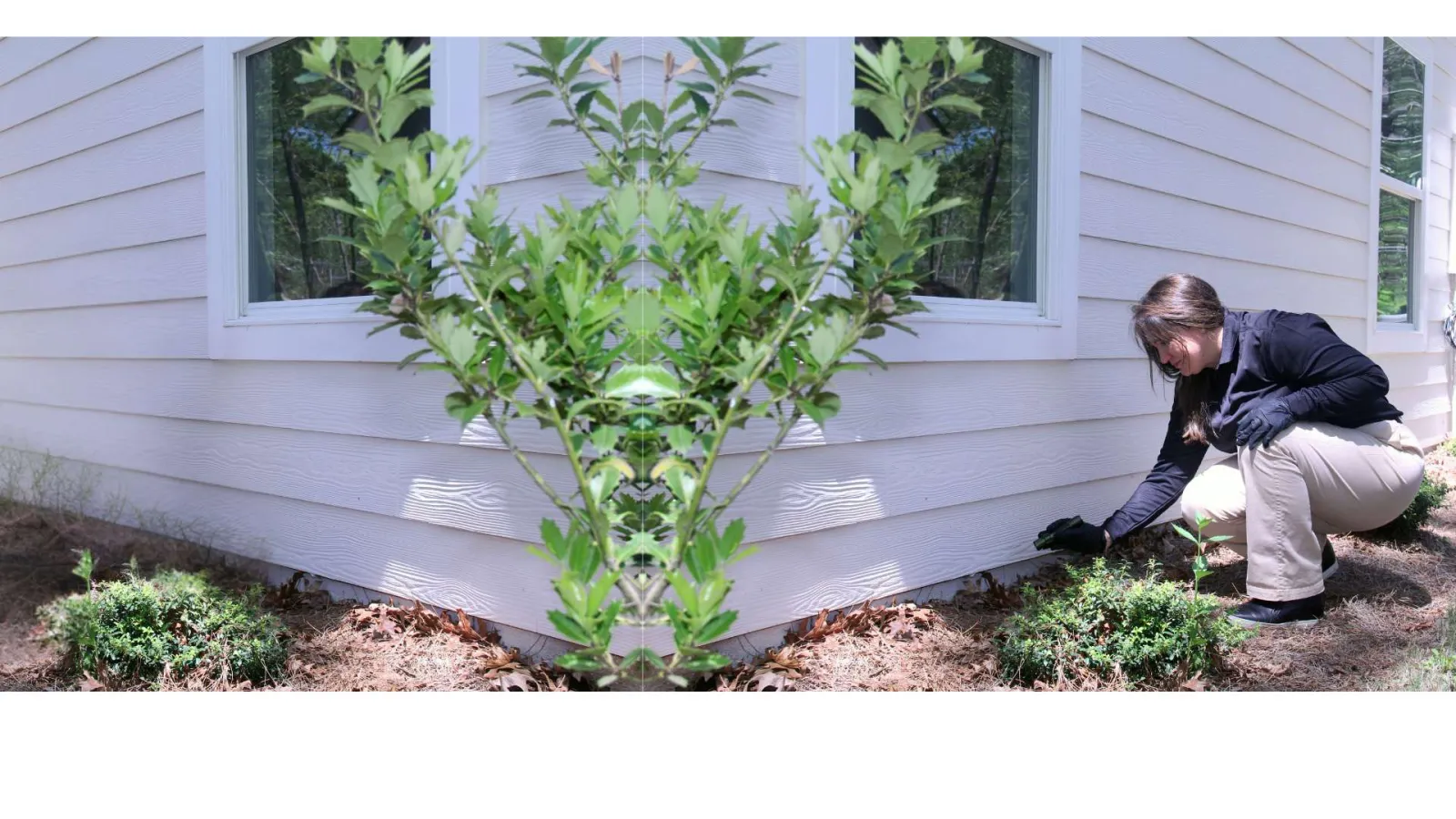 Person wearing gloves kneeling by a house corner planting or tending to small bushes in a garden bed.