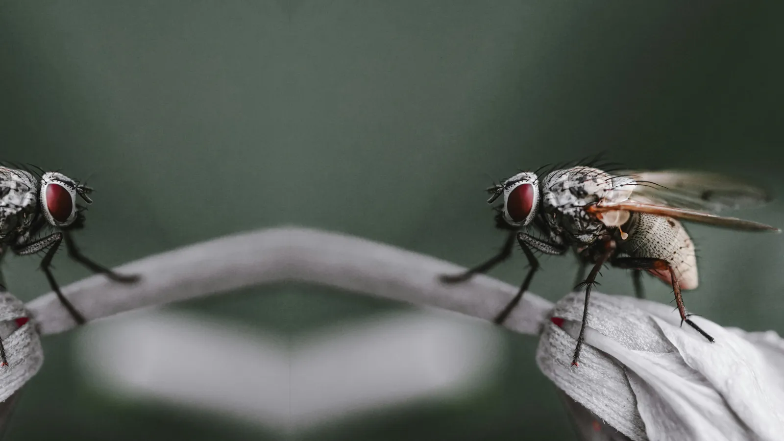 Housefly | PestNow