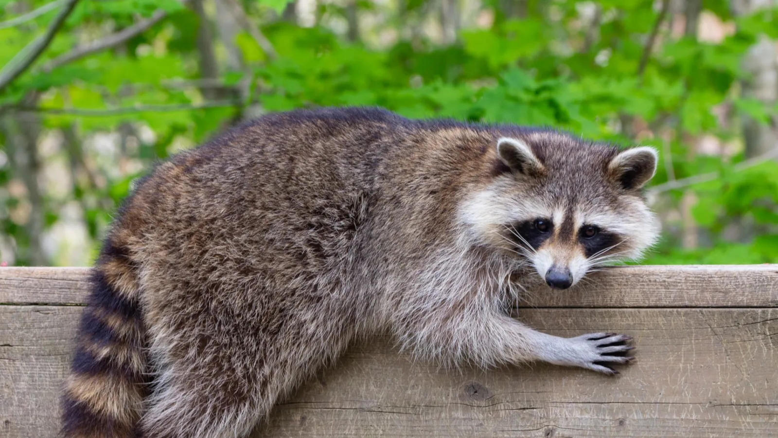 a raccoon on a wooden bench