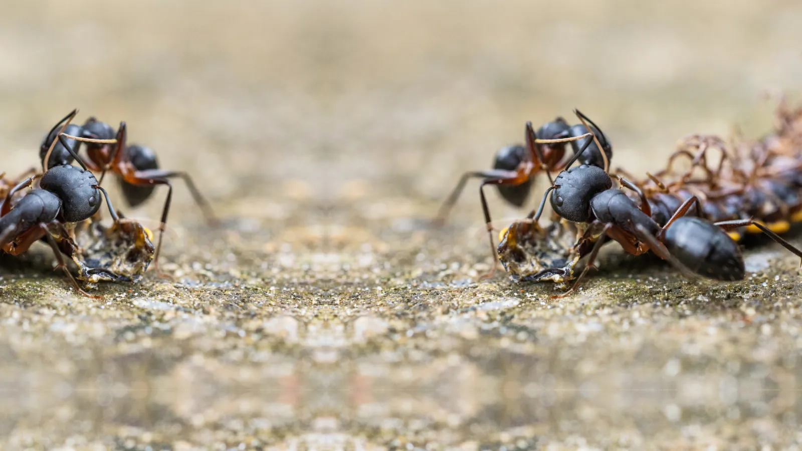 pavement ant | Ozane Termite and Pest Control