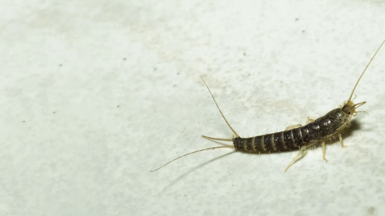 Silverfish