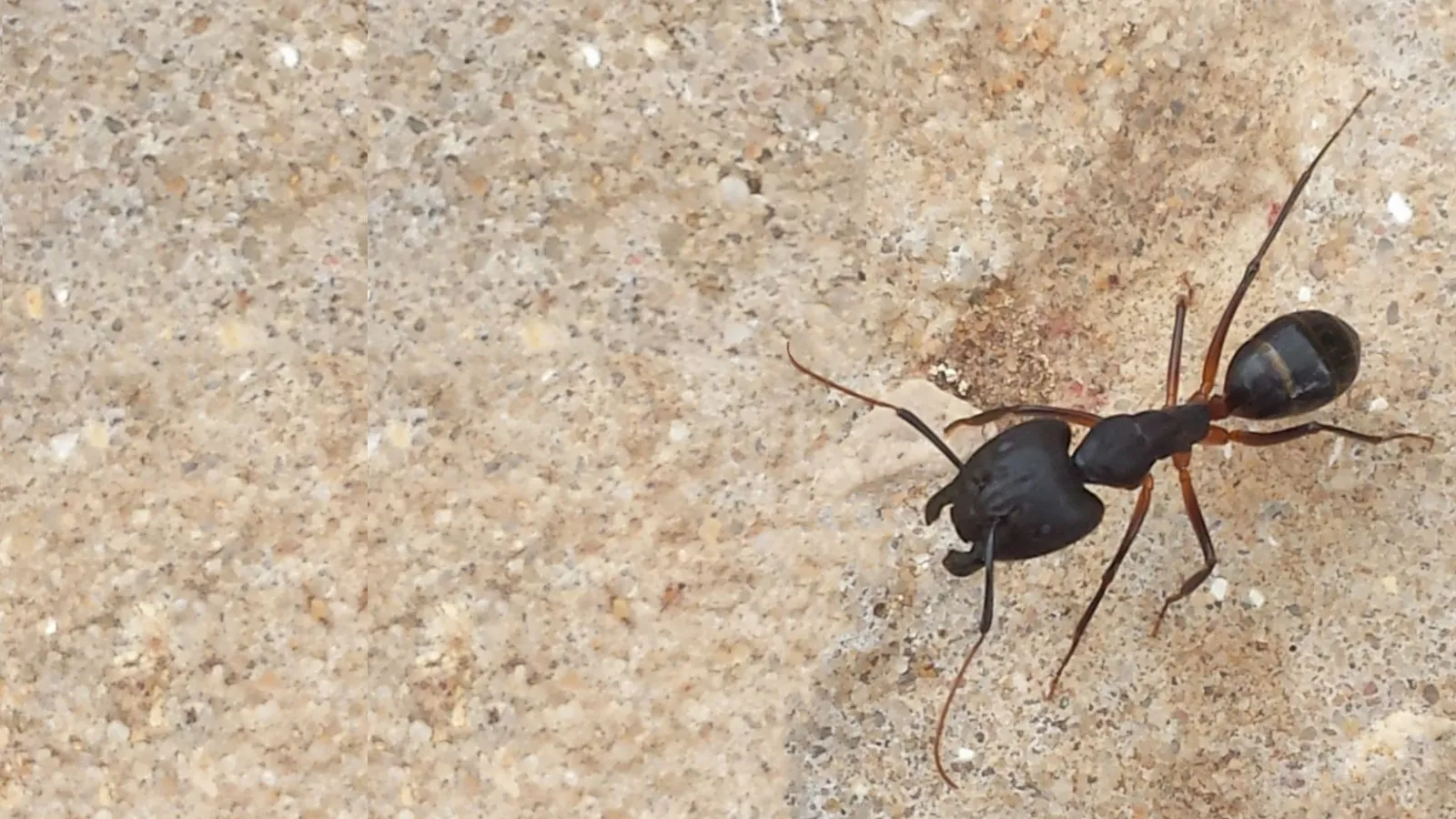 pavement ant on pavement