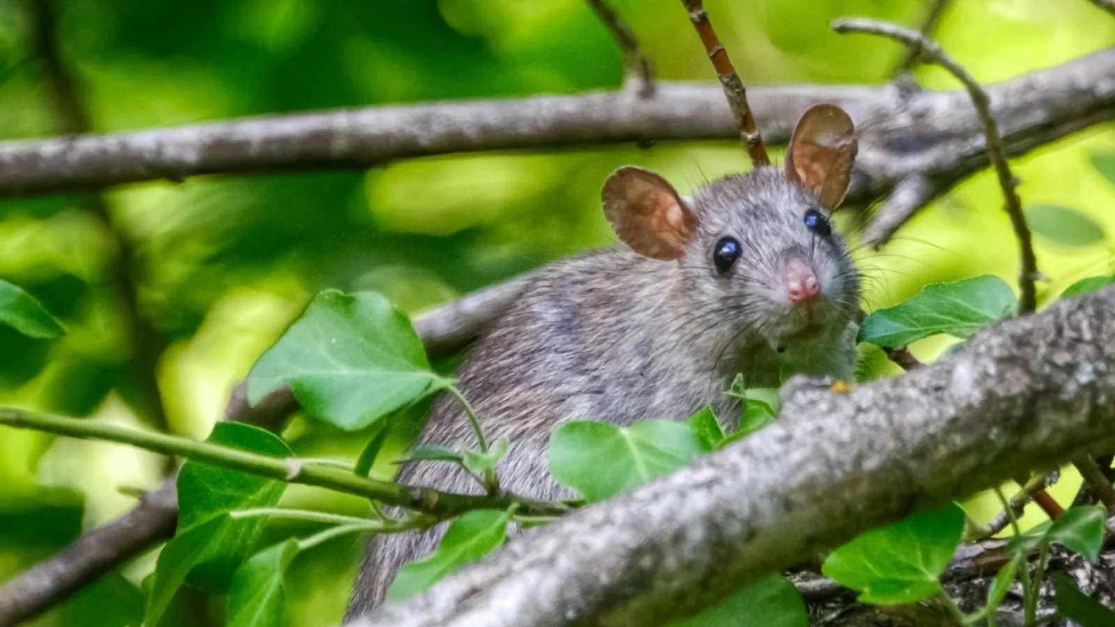 a small animal on a branch