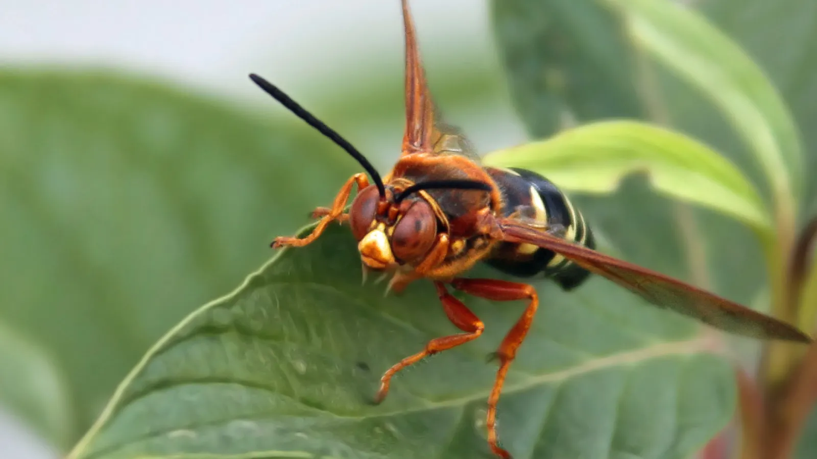 cicada Killer