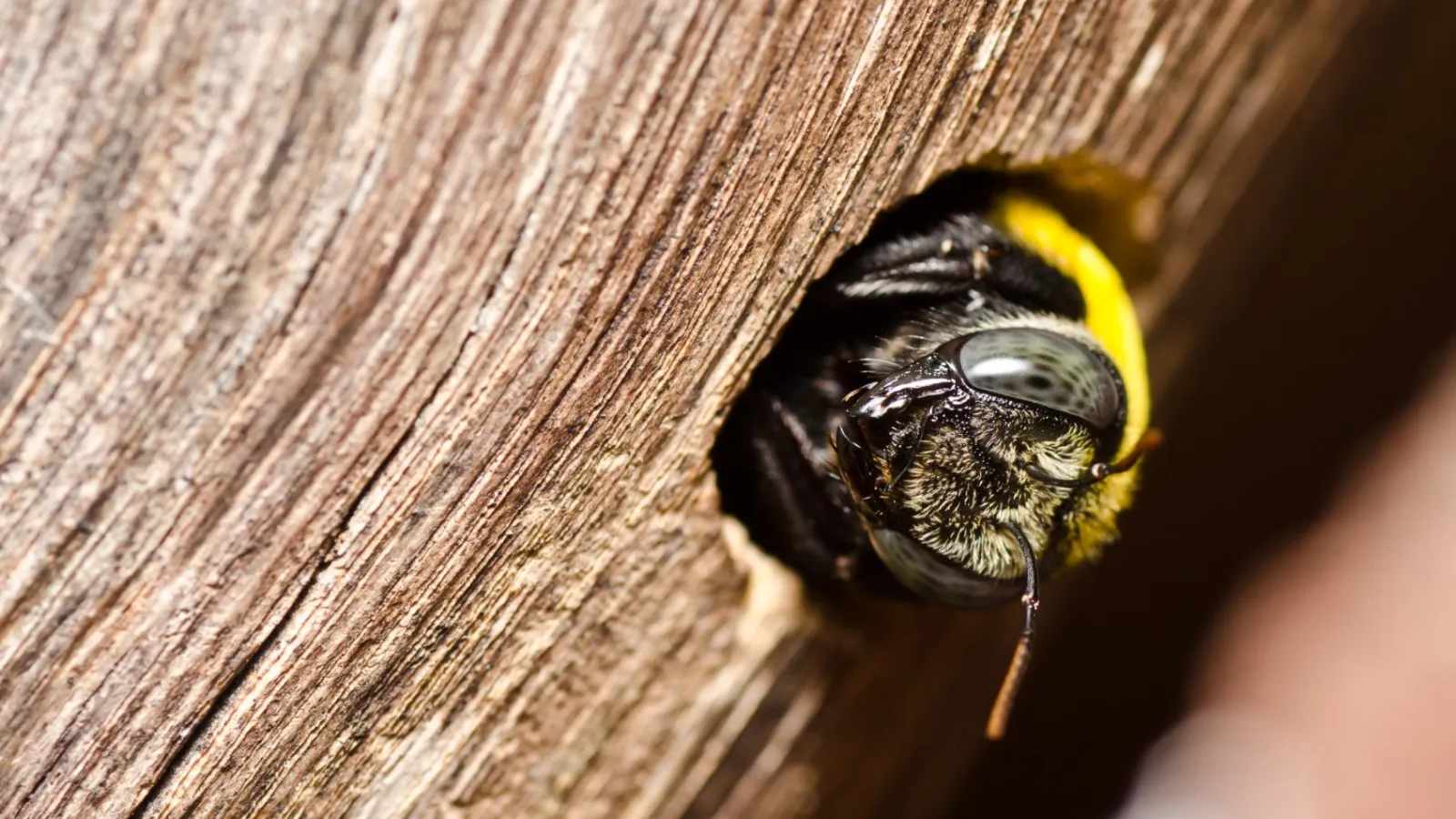 a close up of a carpenter bee