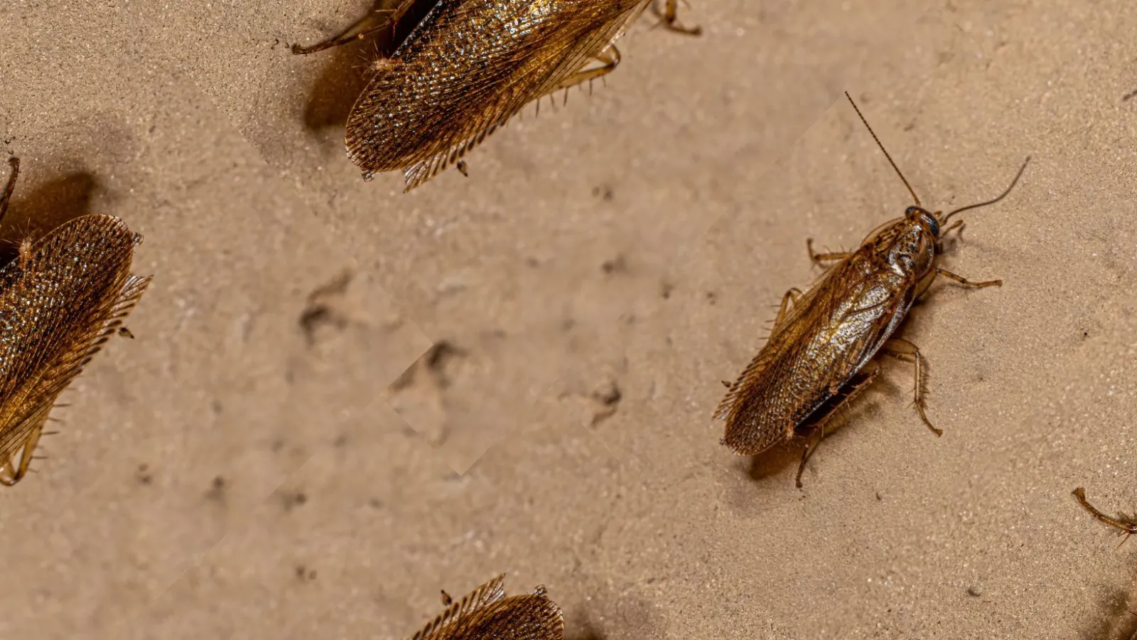 a group of asian cockroaches on the ground