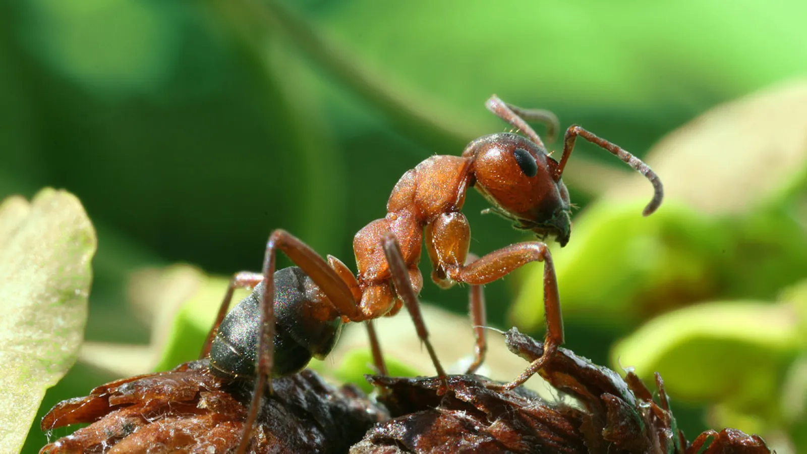 a group of ants on a branch