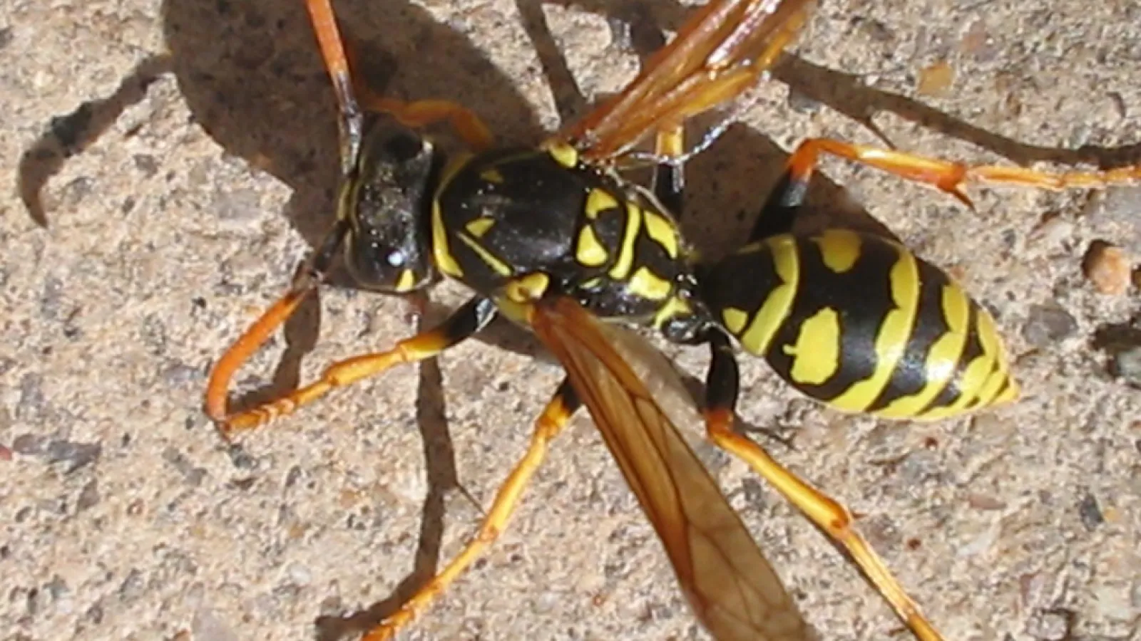 How to Get Rid of Yellow Jackets in Your Yard