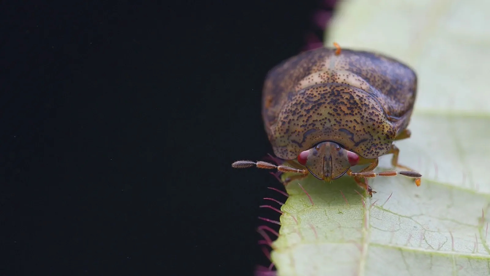 a bug on a leaf