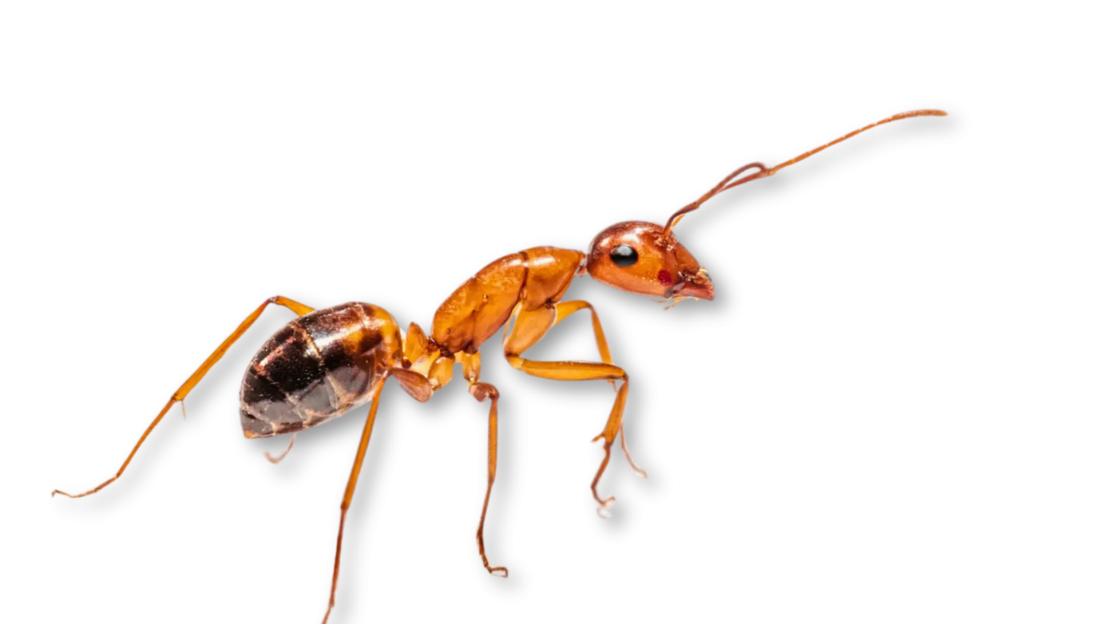 a close-up of an ant