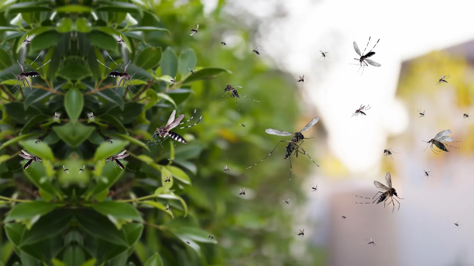 Mosquitoes | Mares Exterminating