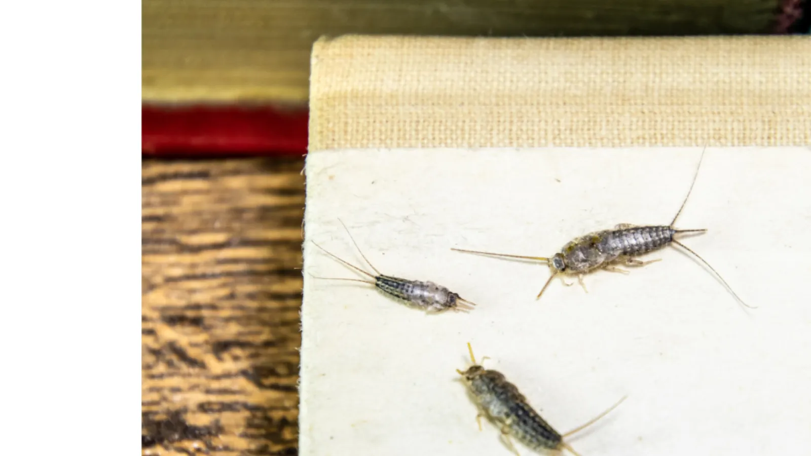 a group of insects on a table