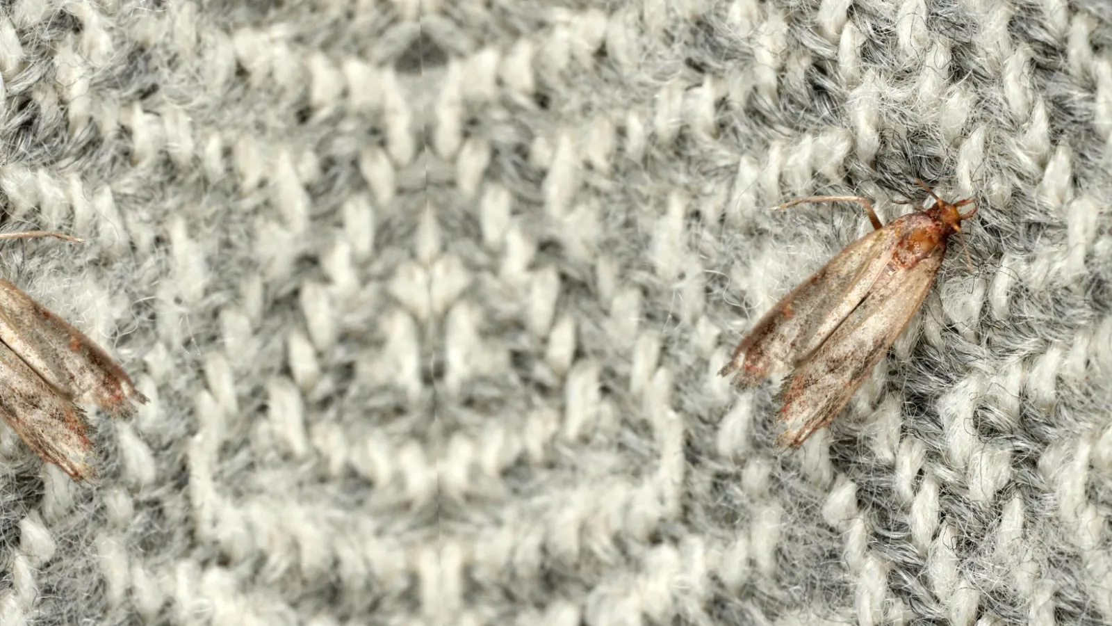 a close up of a clothes moth on fabric