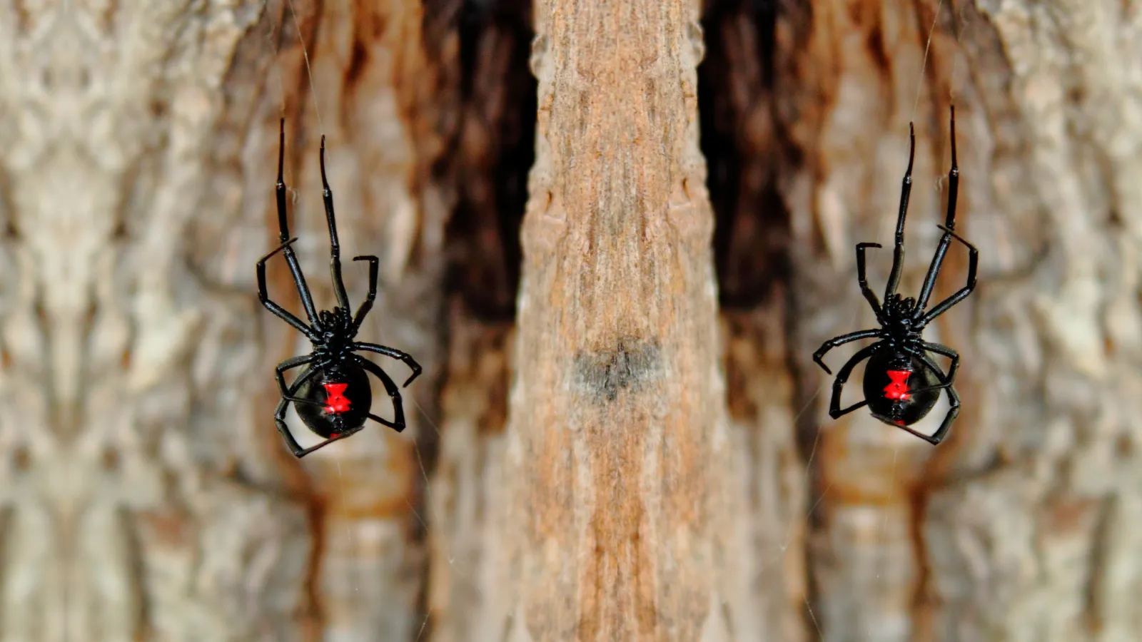 Black Widow spider | Palmetto Exterminators