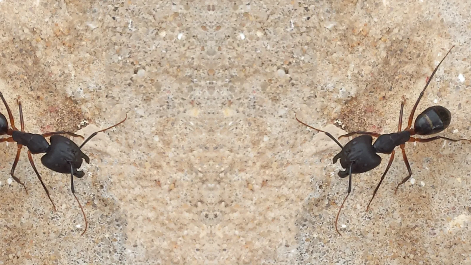 Pavement Ants | Preferred Pest Control