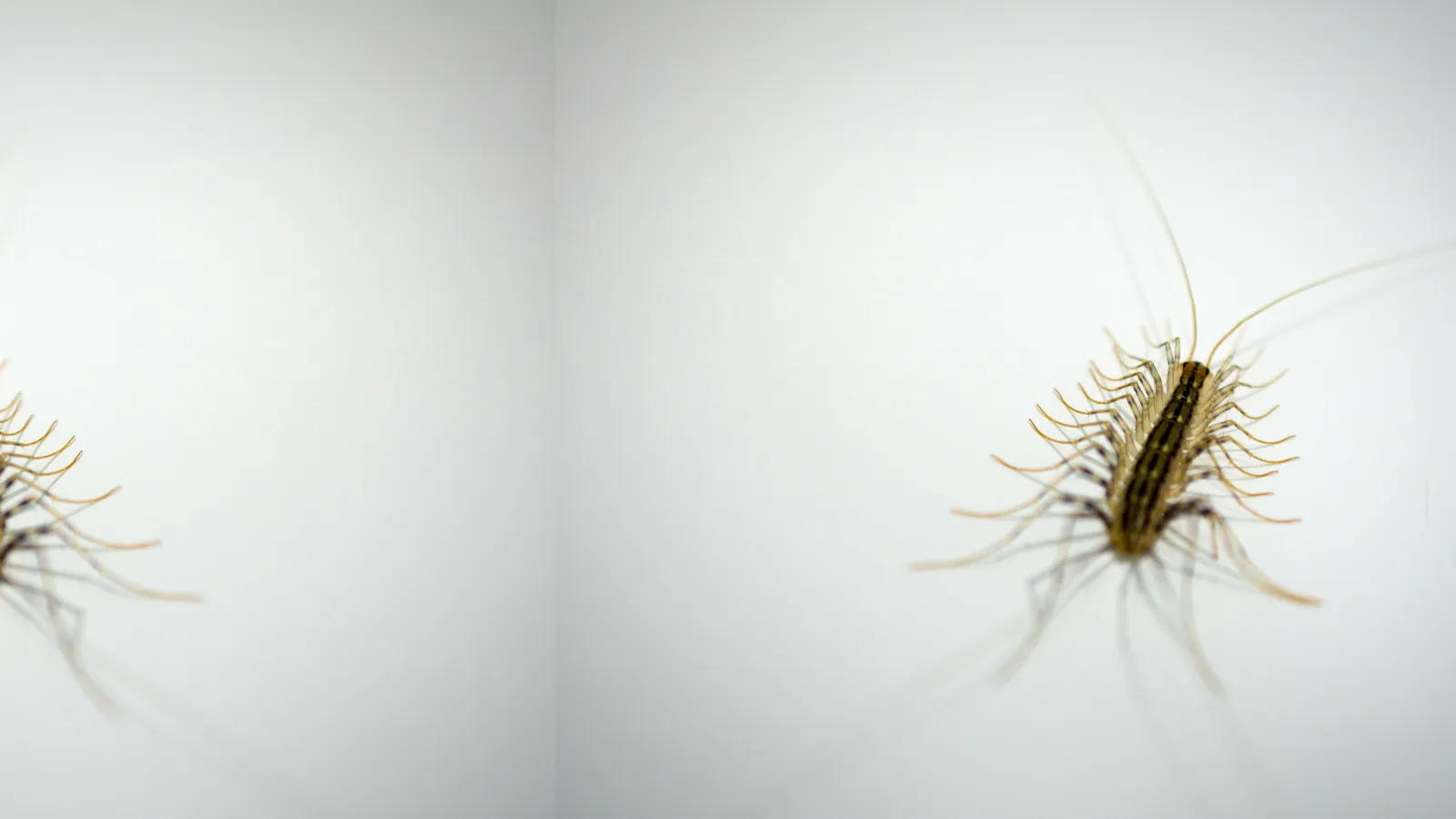 House Centipede  | Preferred Pest Control