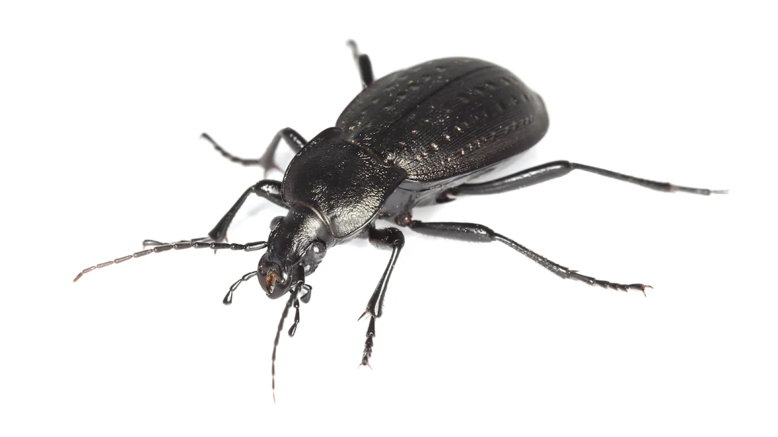 a black beetle with a white background