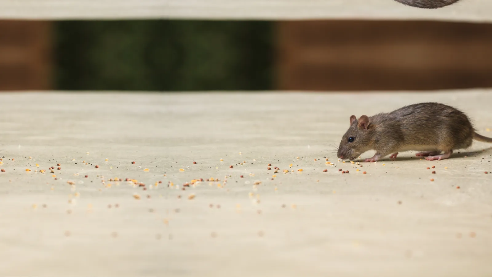 House Mice | Preferred Pest Control