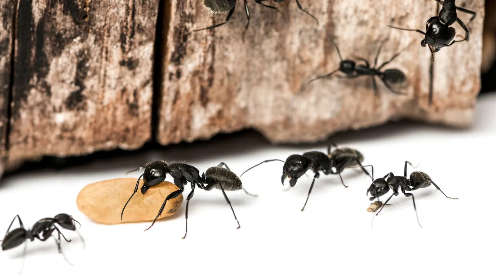 carpenter ants around wood