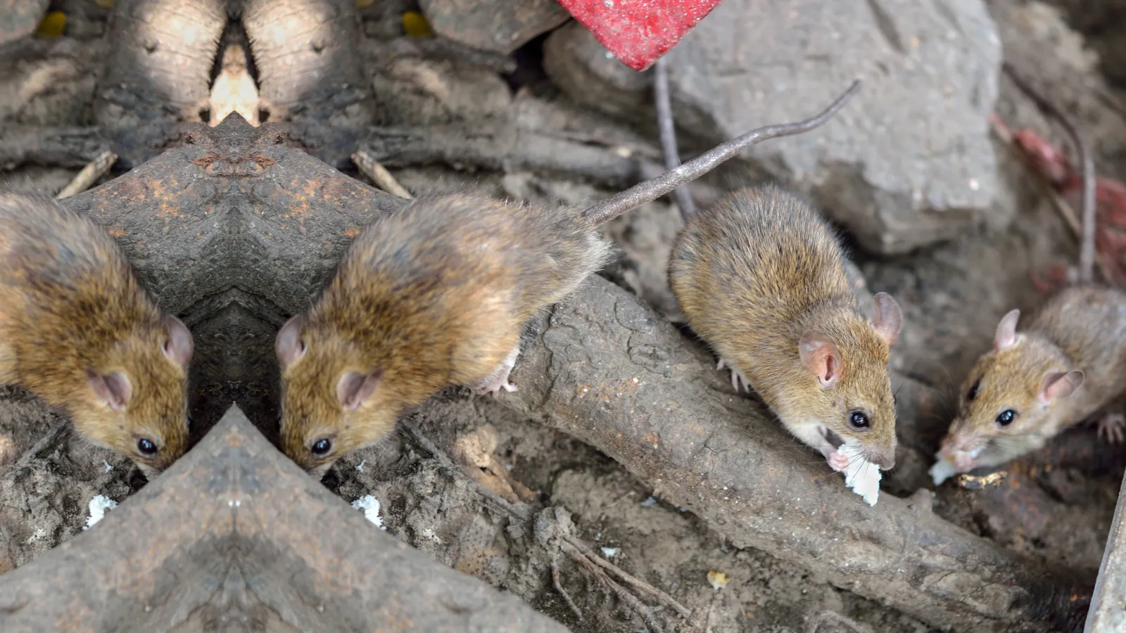 Norway Rats | PestNow