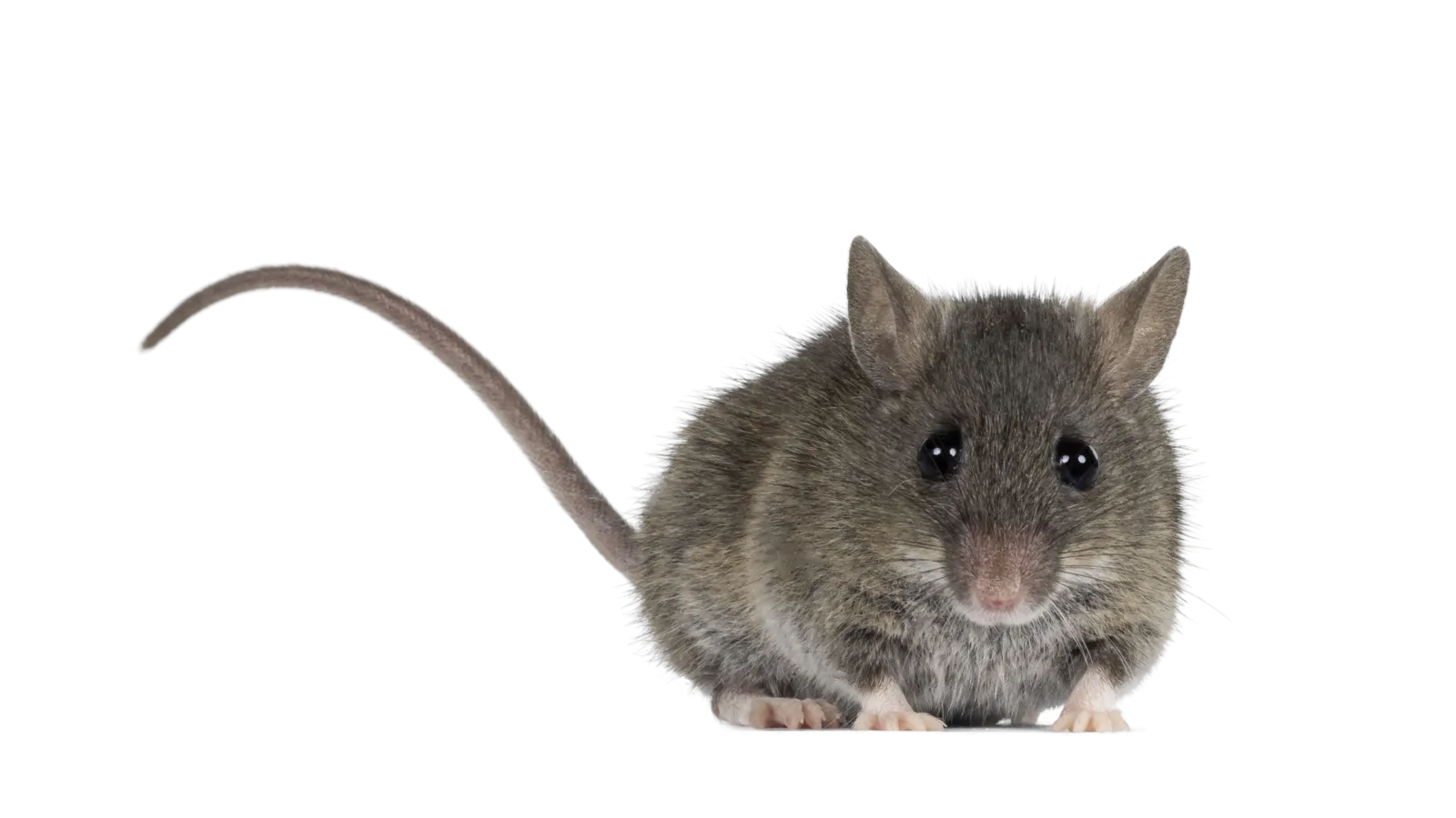 a mouse with a long tail