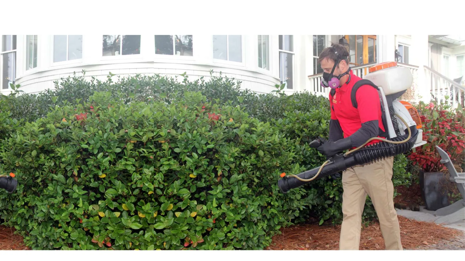 Man in red shirt wearing a respirator spraying bushes with gardening equipment outside a white house.