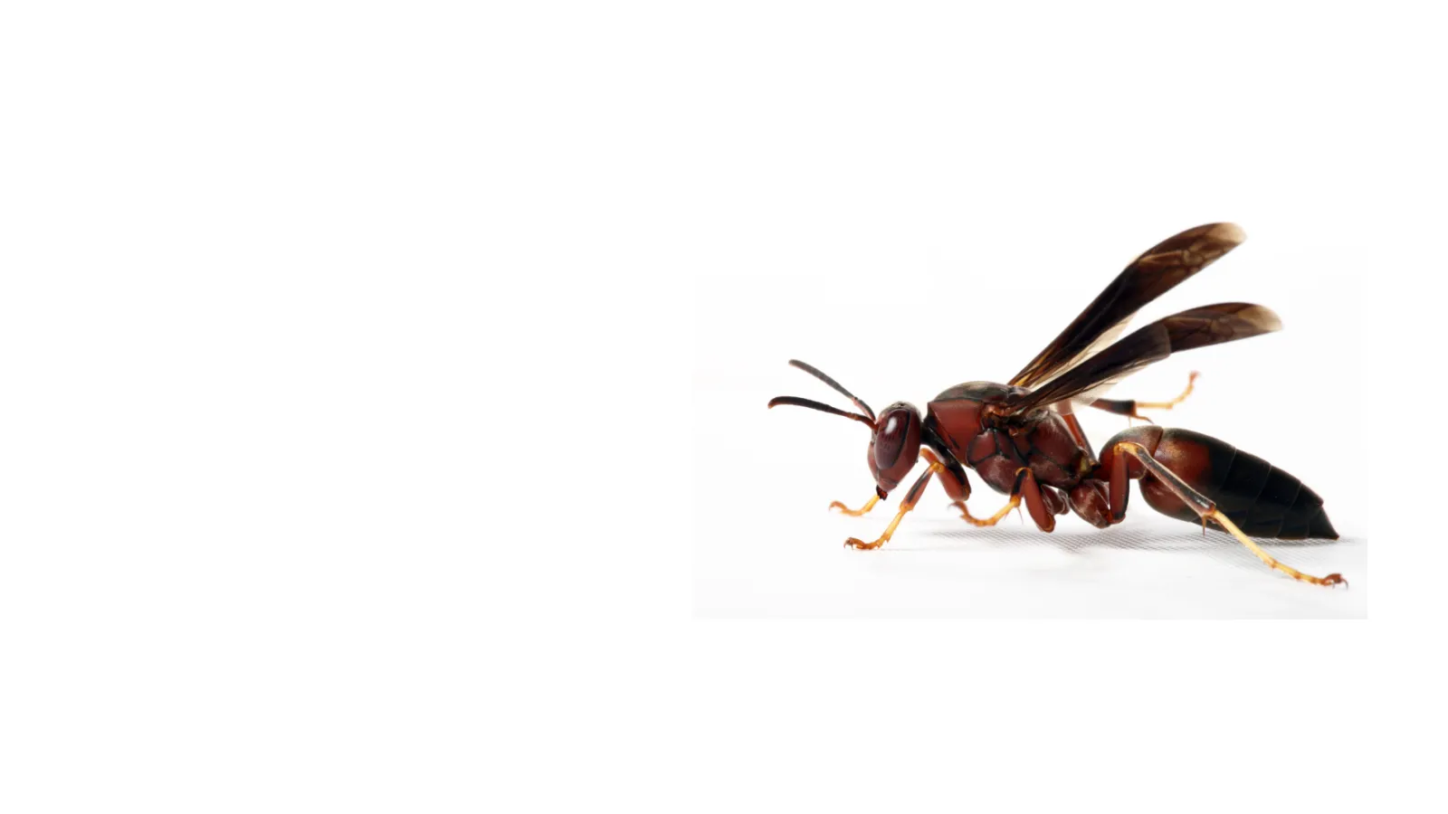 a close up of a paper wasp