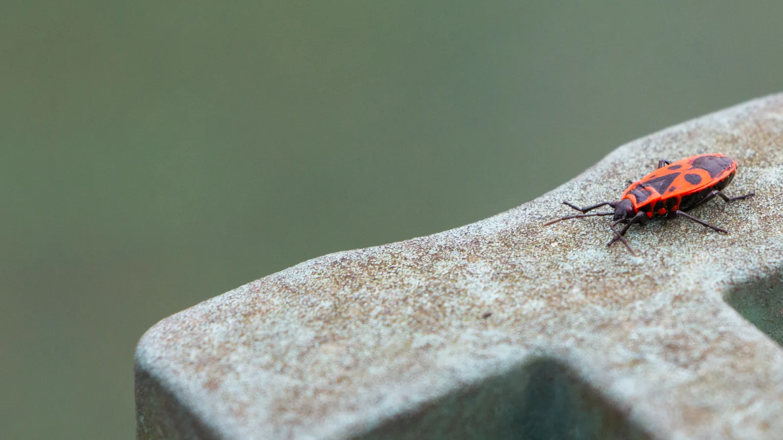 Boxelder Bugs | Preferred Pest Control