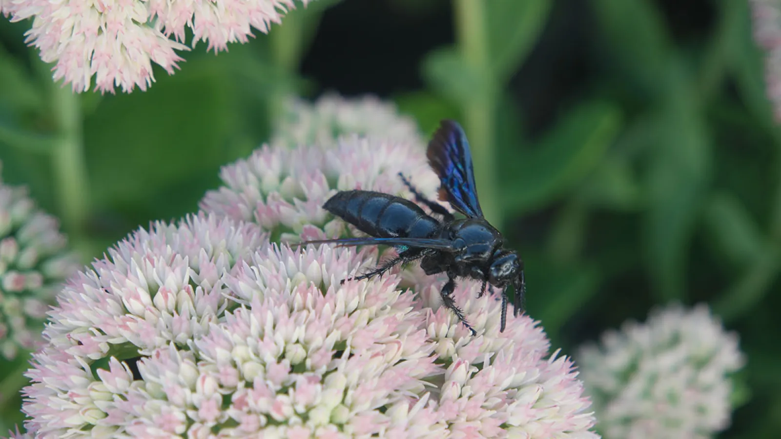 a blue and black insect on a flower