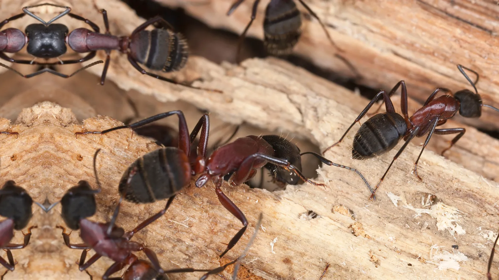 Carpenter Ants | Palmetto Exterminators