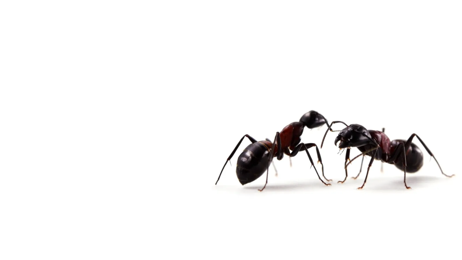 a couple of ants