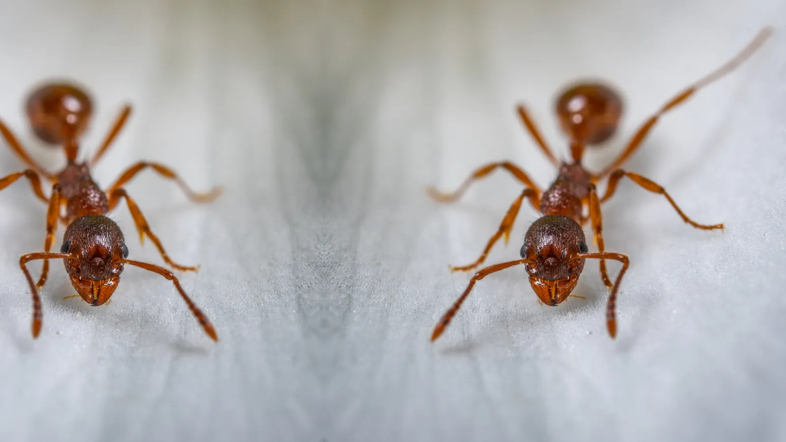 Fire ants | PestNow