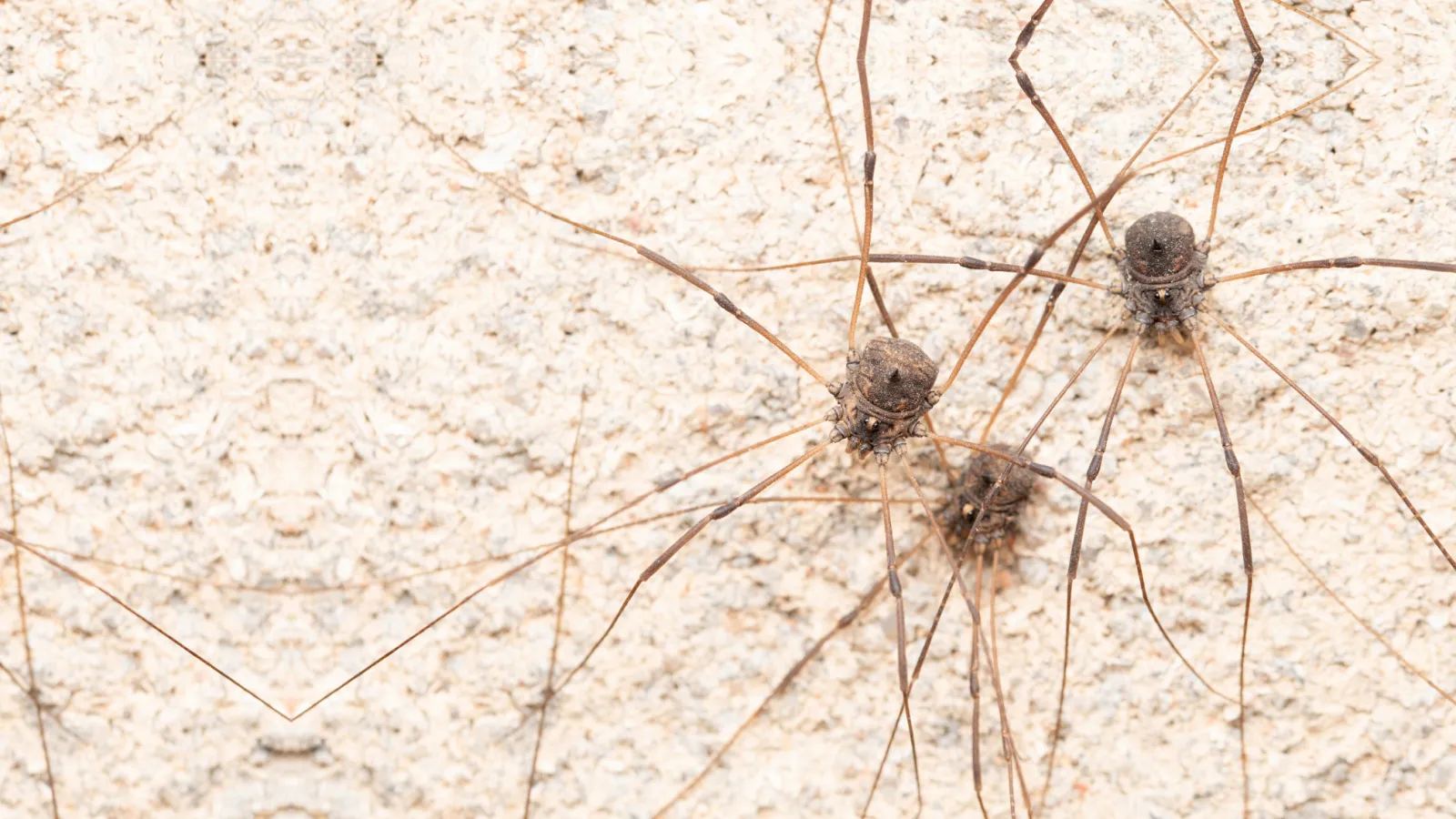 Cellar Spiders (Daddy Longlegs) on a wall