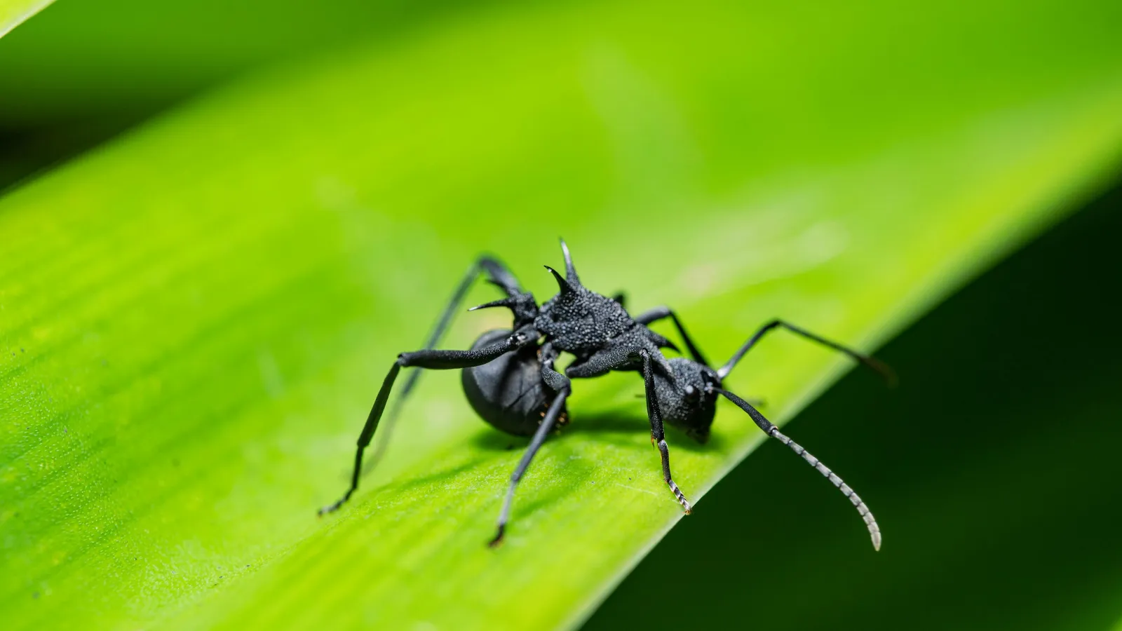 a black spider on a green leaf