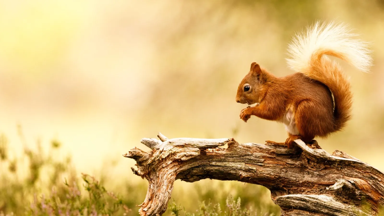 Wildlife control for squirrels | PestNow