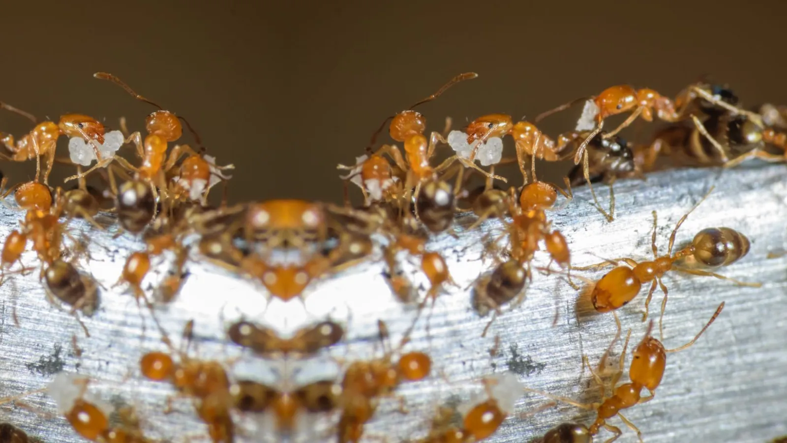 a group of Pharaoh Ants