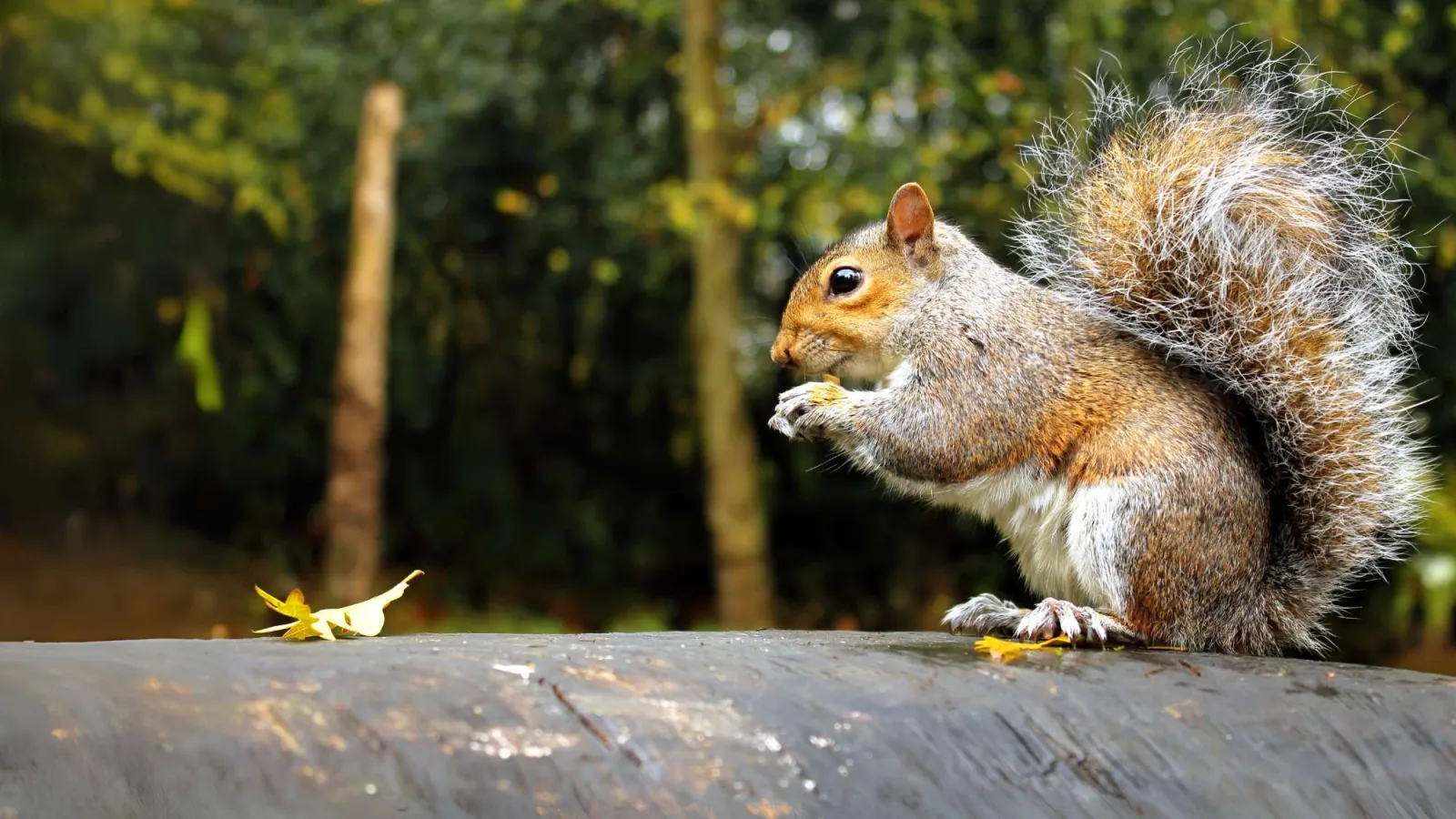 Gray squirrel with bushy tail eating on a metal surface with blurred green forest background